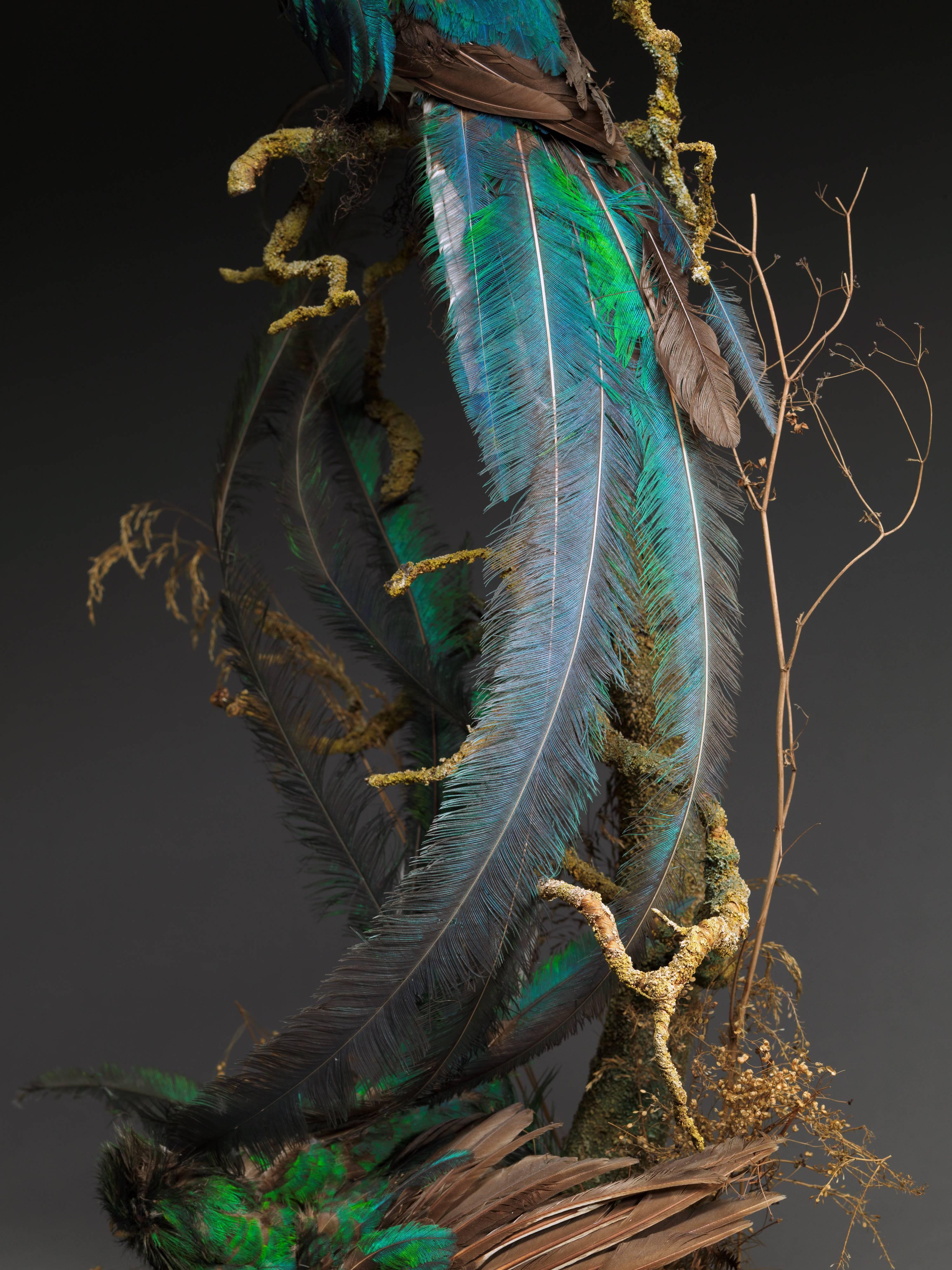 19th Century Victorian Dome of 2 Taxidermy Male Pharomachrus Mocinna 'Resplendent Quetzal' For Sale