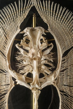 Huge Freshwater Stingray Skeleton in Artisanal Custom Made Glass Display Case