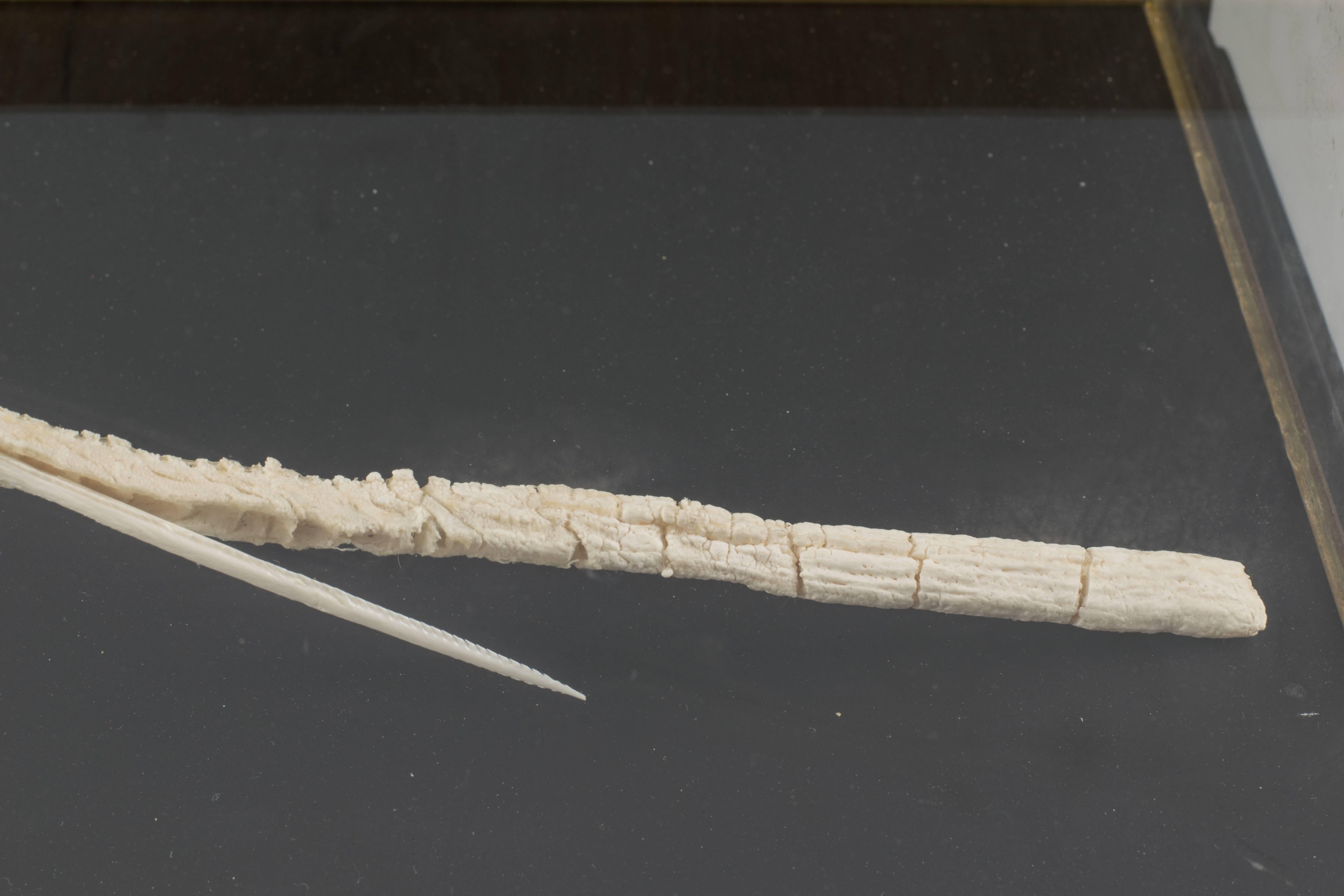 Hand-Crafted Huge Freshwater Stingray Skeleton in Artisanal Custom Made Glass Display Case