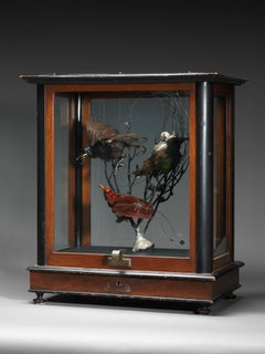 Vintage Case of Three Victorian Paradis Birds