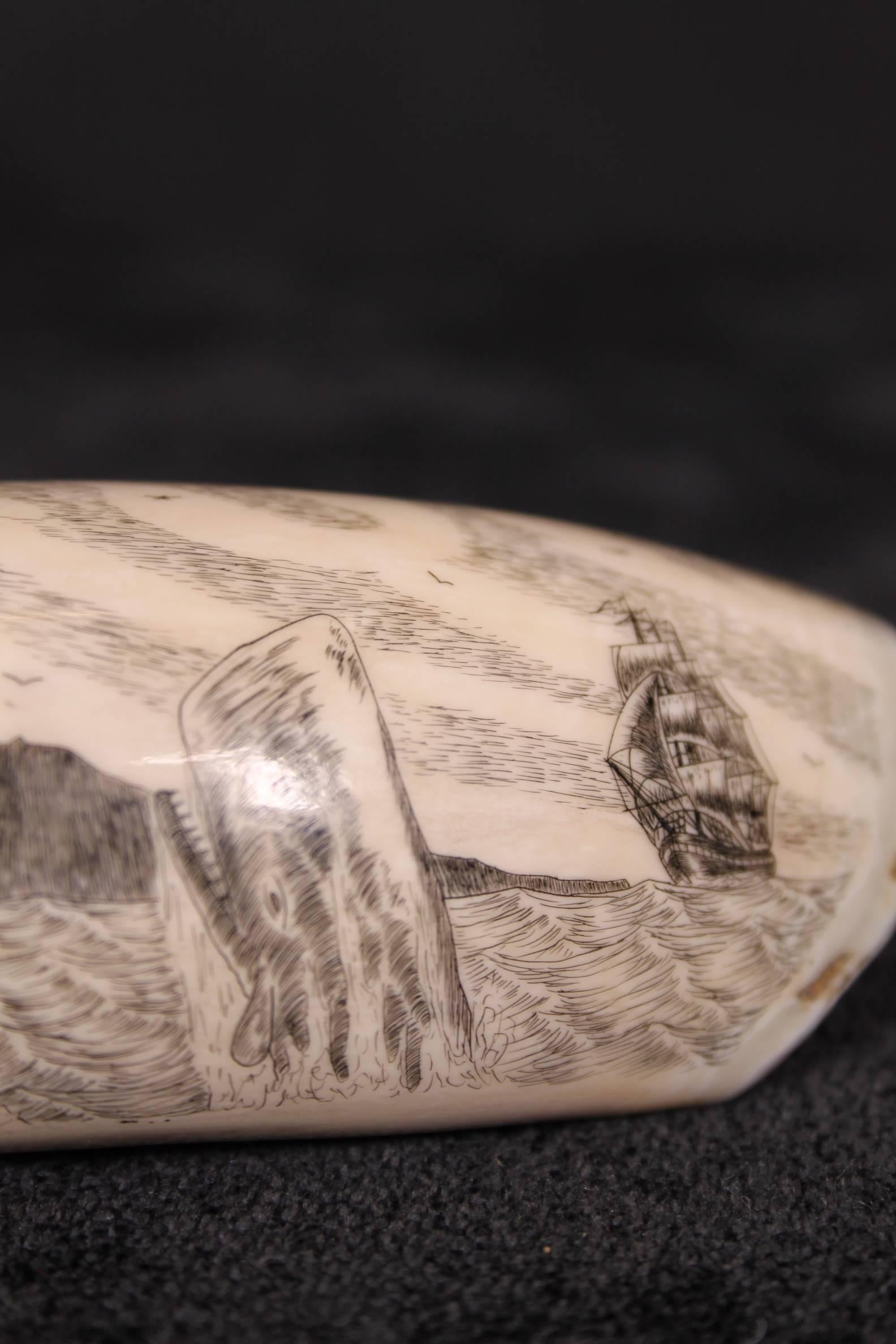 Whale Tooth Scrimshaw Carving 19th Century Azores Islands Signed In Excellent Condition In Harrogate, GB