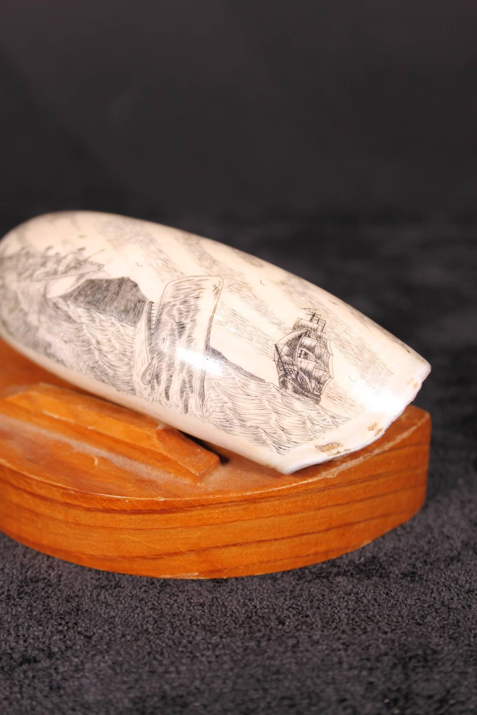 Whale Tooth Scrimshaw Carving 19th Century Azores Islands Signed 1