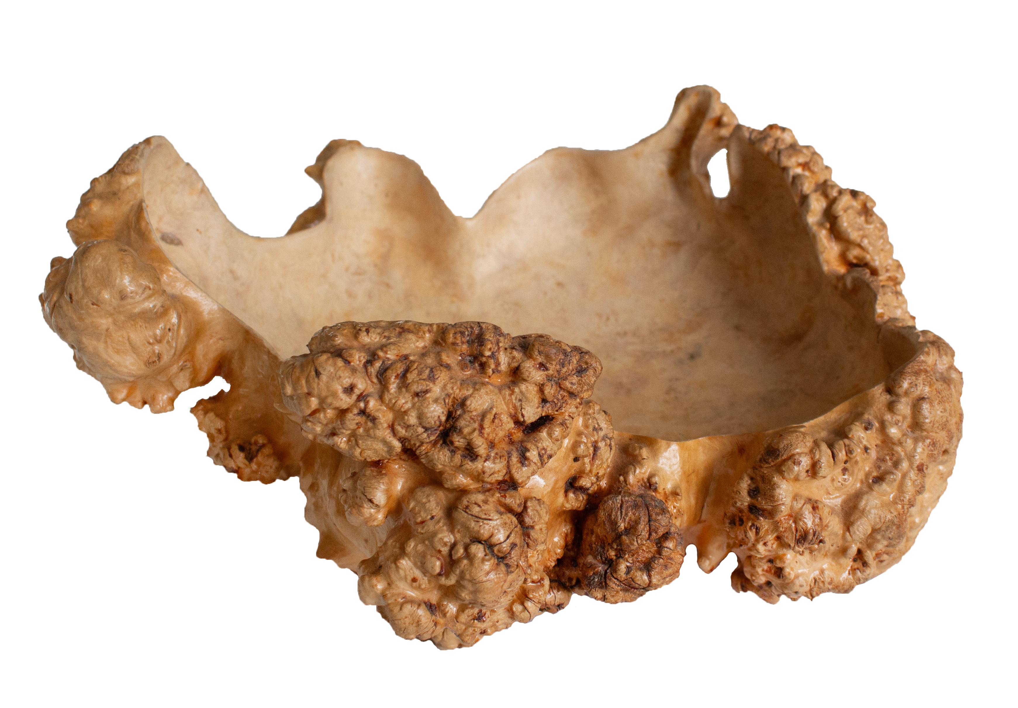 Each burl has its own shape, formed by natural processes. This piece has been hollowed out to function both as an object and a utility item. The bowl’s irregular outer form contrasts with its smooth interior. The wood grain and texture clearly show