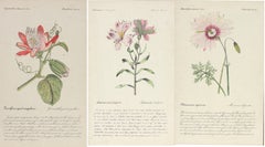 Three French Hand-Colored Botanical Prints
