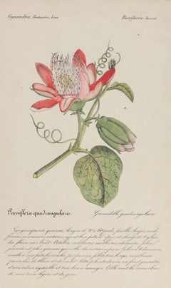 Three French Hand-Colored Botanical Prints