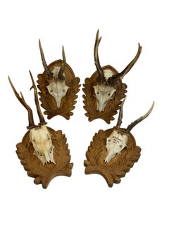 Set of four Deer Antler Trophy on Oak Leaf Plaque, Austria 1960s