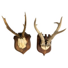 Lot of two Deer Antler Mount Trophy Black Forest Wood Plaque Austria Folk Art