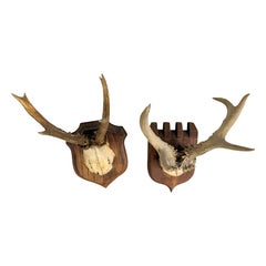 Lot von zwei Hirschgeweih Mount Trophäe Black Forest Holz Plaque Österreich Volkskunst