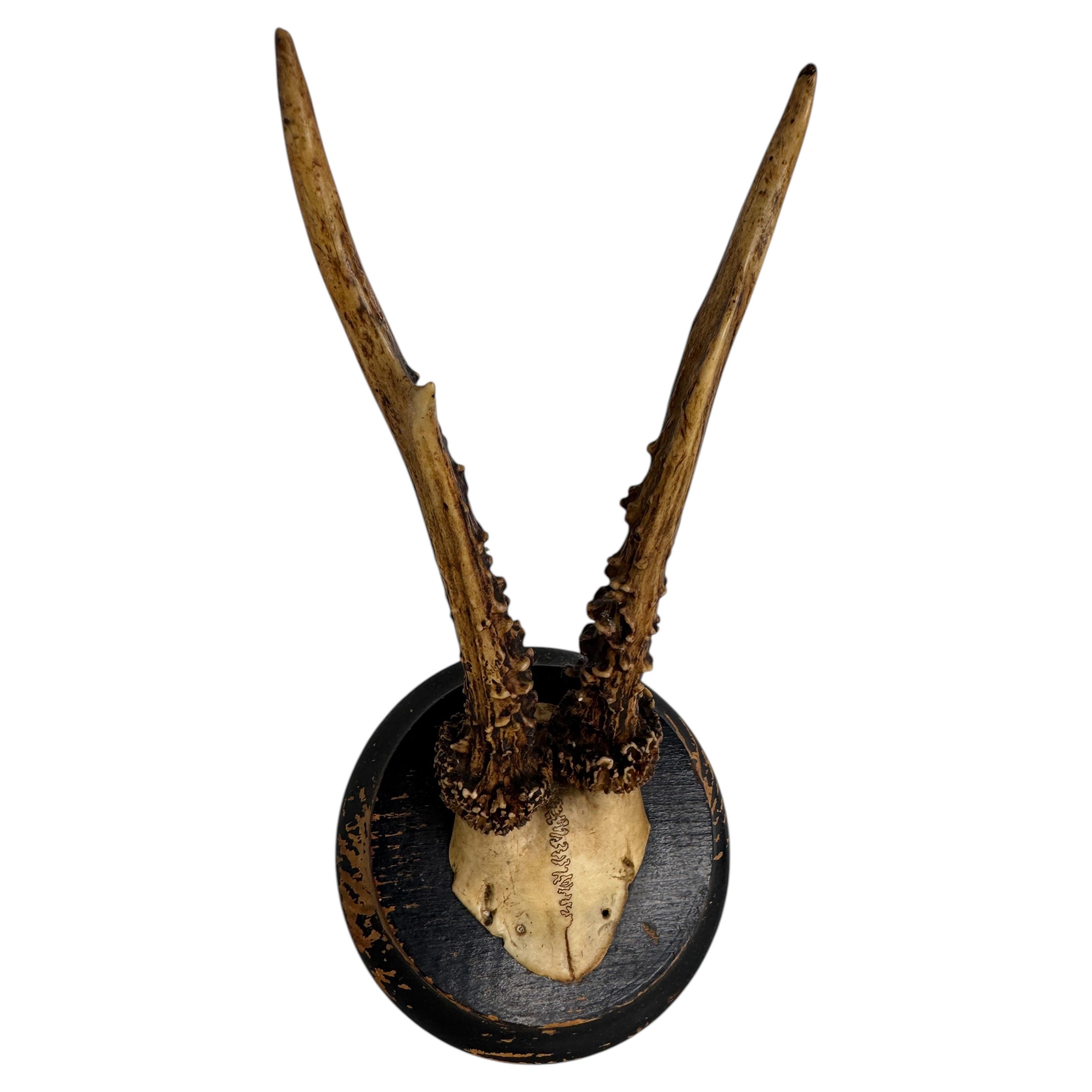 Magnifique trophée antique en bois de cerf de la Forêt-Noire, allemand, XXe siècle en vente