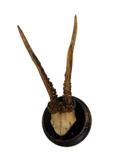 Beautiful Antique Black Forest Deer Antler Trophy, German, 20th Century