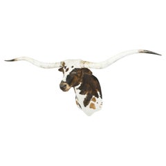 Tri-Colored Texas Longhorn Taxidermy Shoulder Mount