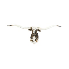 Tri-Colored Texas Longhorn Taxidermy Shoulder Mount