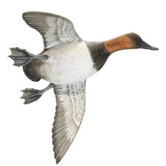 Pair of Flying Canvasback Duck Decoys by Mike Borrett