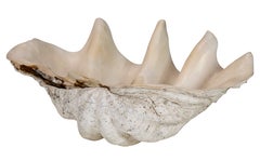 Vintage Tridacna Gigas Clam Shell, Nautical Decor, 1980s