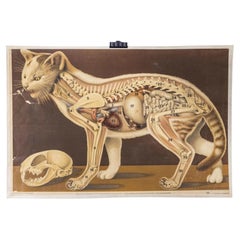 Cartel educativo de 1930 - Gato salvaje