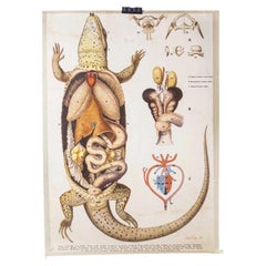 1960's Lizard Anatomy Educational Poster