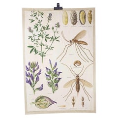 1960's Plant and Mosquito Educational Poster