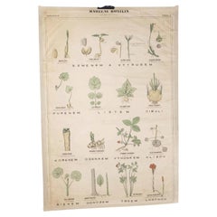 1920's Flower Educational Poster