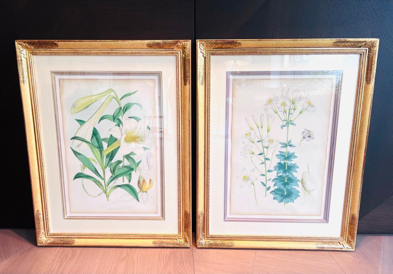 Satz von 5 antiken botanischen Lithographien von Lilien, Elwes & Fitch, 1877 - 1880 (Vergoldet) im Angebot