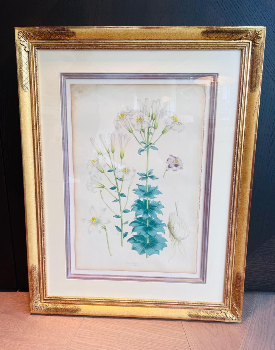 Satz von 5 antiken botanischen Lithographien von Lilien, Elwes & Fitch, 1877 - 1880 (Spätes 19. Jahrhundert) im Angebot