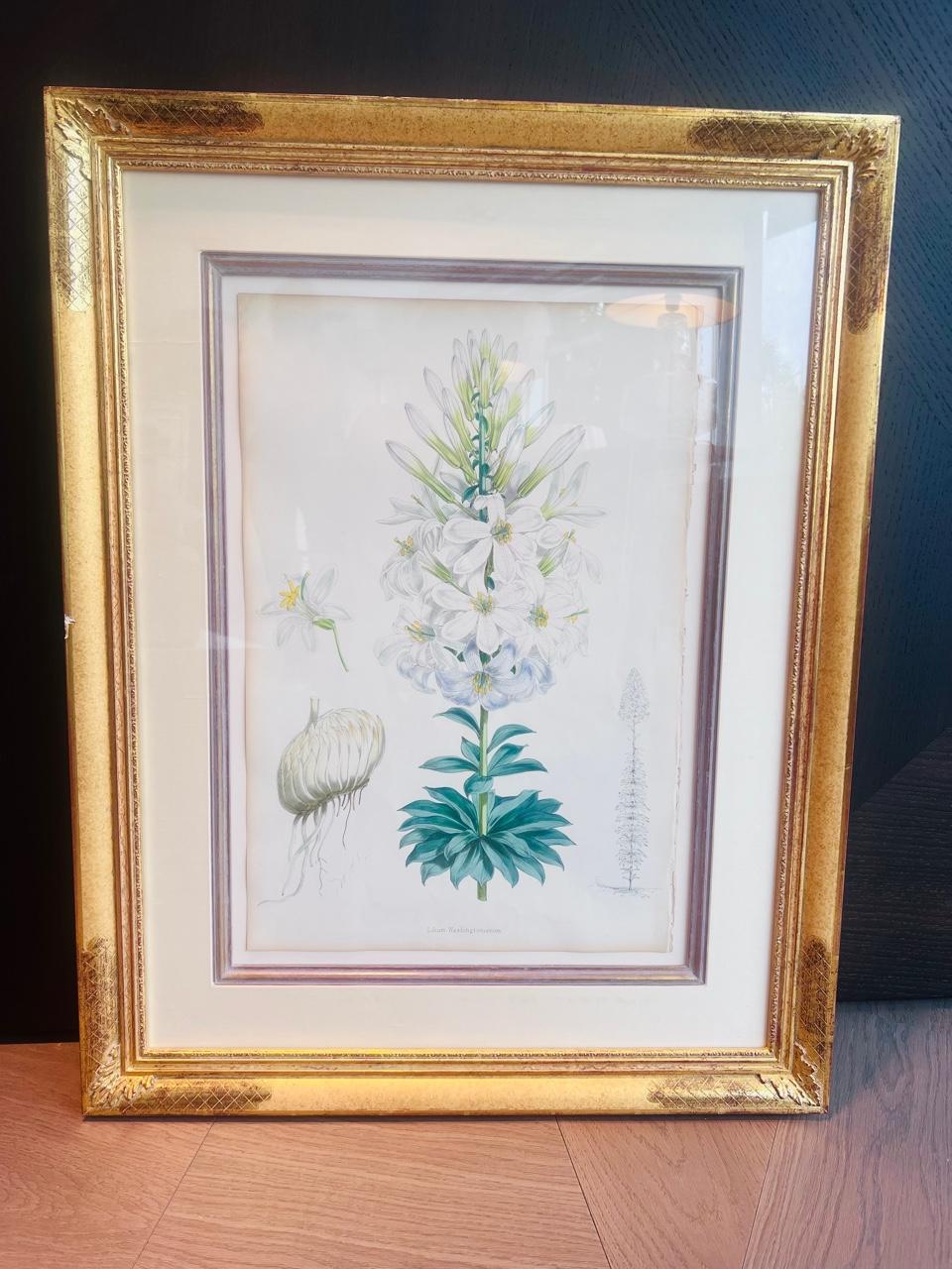Satz von 5 antiken botanischen Lithographien von Lilien, Elwes & Fitch, 1877 - 1880 (Glas) im Angebot