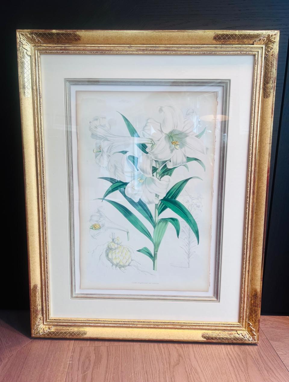 Satz von 5 antiken botanischen Lithographien von Lilien, Elwes & Fitch, 1877 - 1880 im Angebot 1