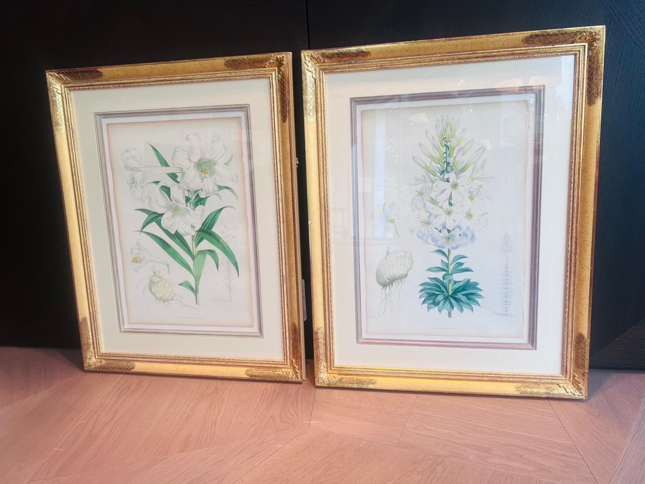 Satz von 5 antiken botanischen Lithographien von Lilien, Elwes & Fitch, 1877 - 1880 im Angebot 7