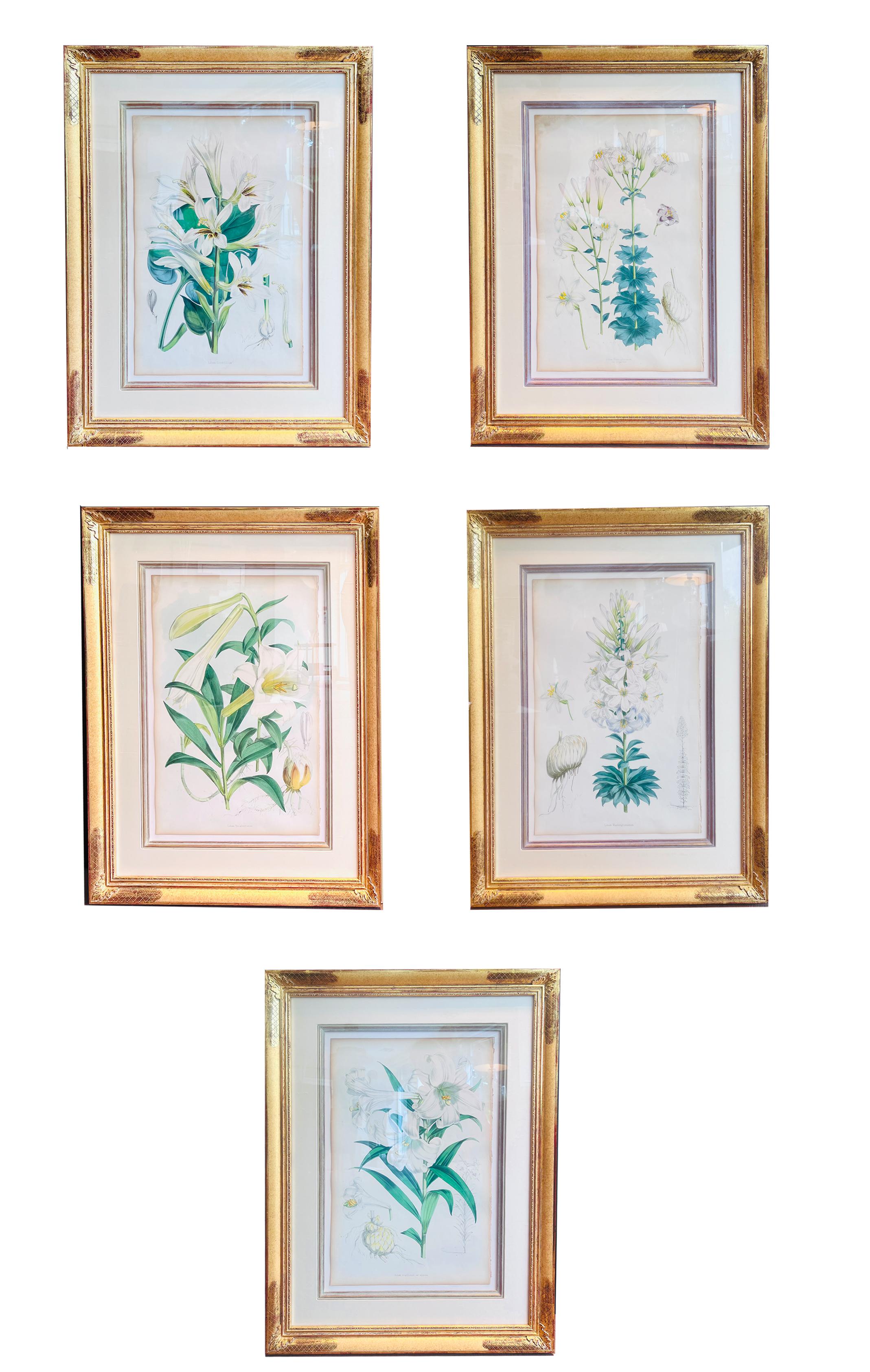 Satz von 5 antiken botanischen Lithographien von Lilien, Elwes & Fitch, 1877 - 1880 im Angebot 3
