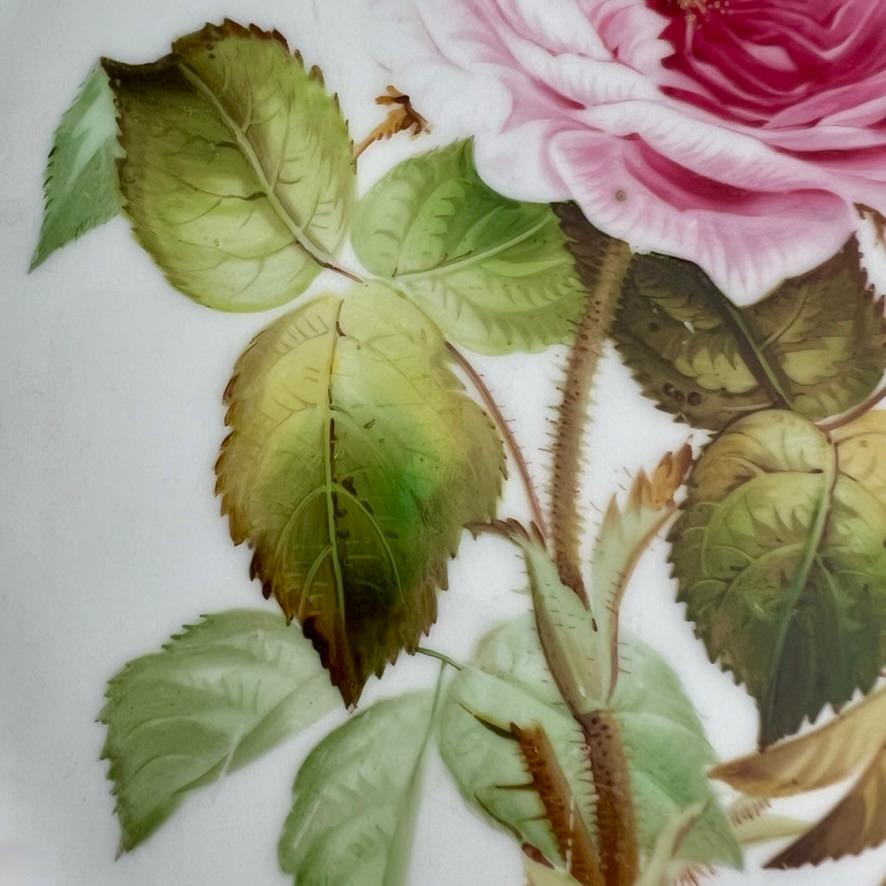 Samuel Alcock Plate, Eau de Nile Green, Gilt, Pink Moss Rose, ca 1850 In Good Condition In London, GB