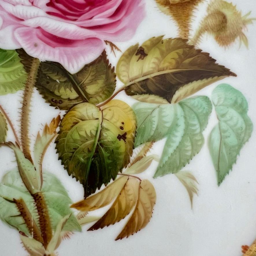 Hand-Painted Samuel Alcock Plate, Eau de Nile Green, Gilt, Pink Moss Rose, ca 1850