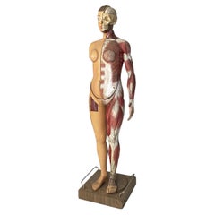 Italian anatomical mannequin, 1960s