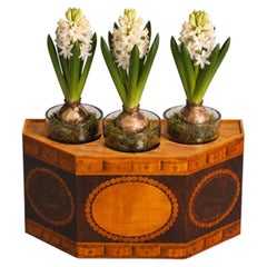 A Rare George III 18th Century Harewood and Burr Yew Wood Triple Bulb Jardinière