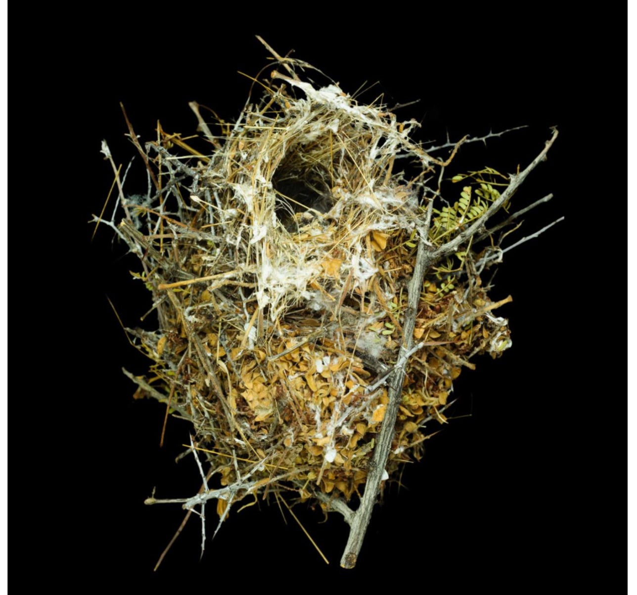 Lithographie d'un nid de Sharon Beals - Flaviceps d'Auriparus verts