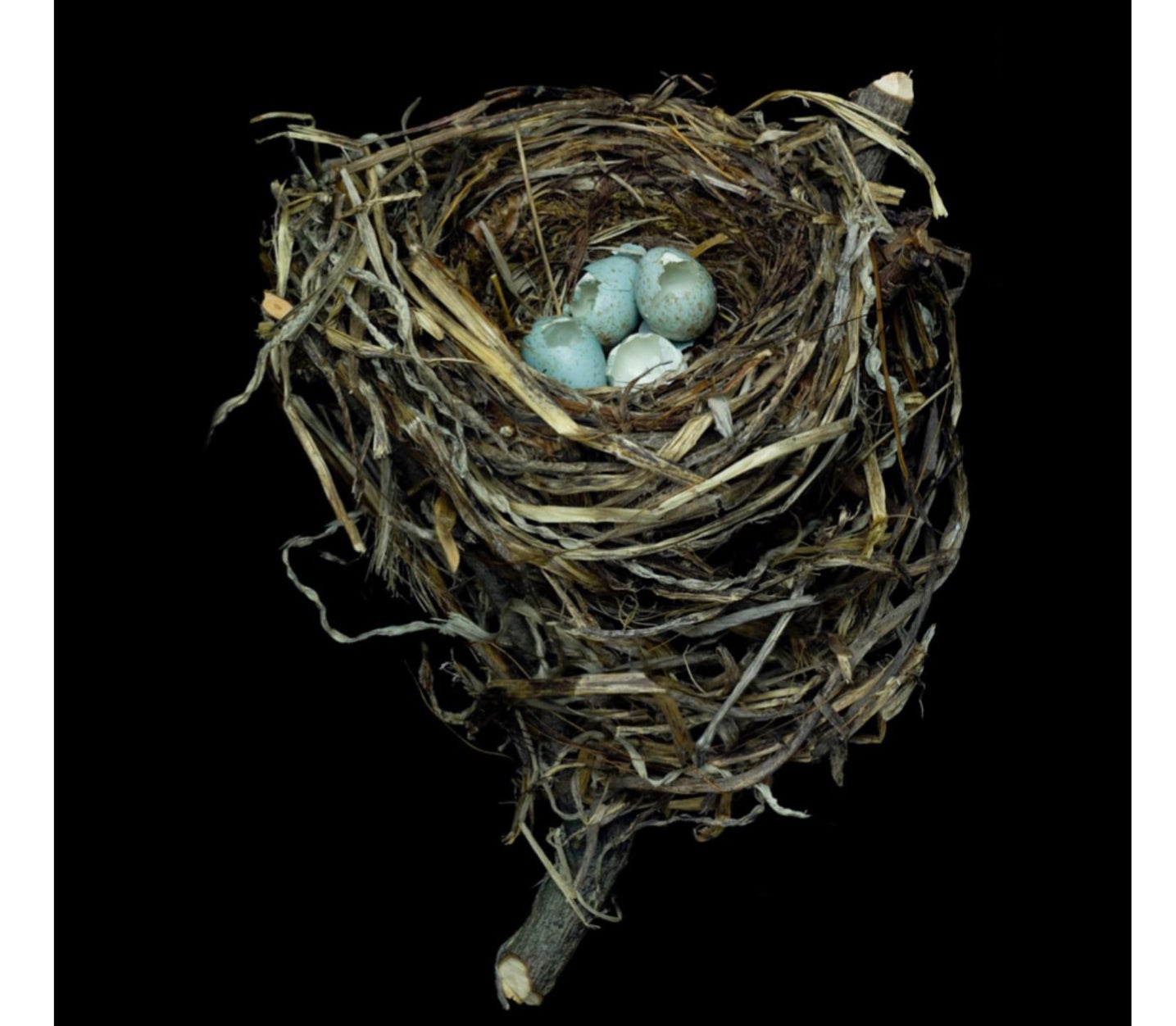 Sharon Beals Lithographie eines Swainson's Thrush Nest im Angebot