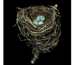 Sharon Beals Lithograph of a Swainson's Thrush Nest