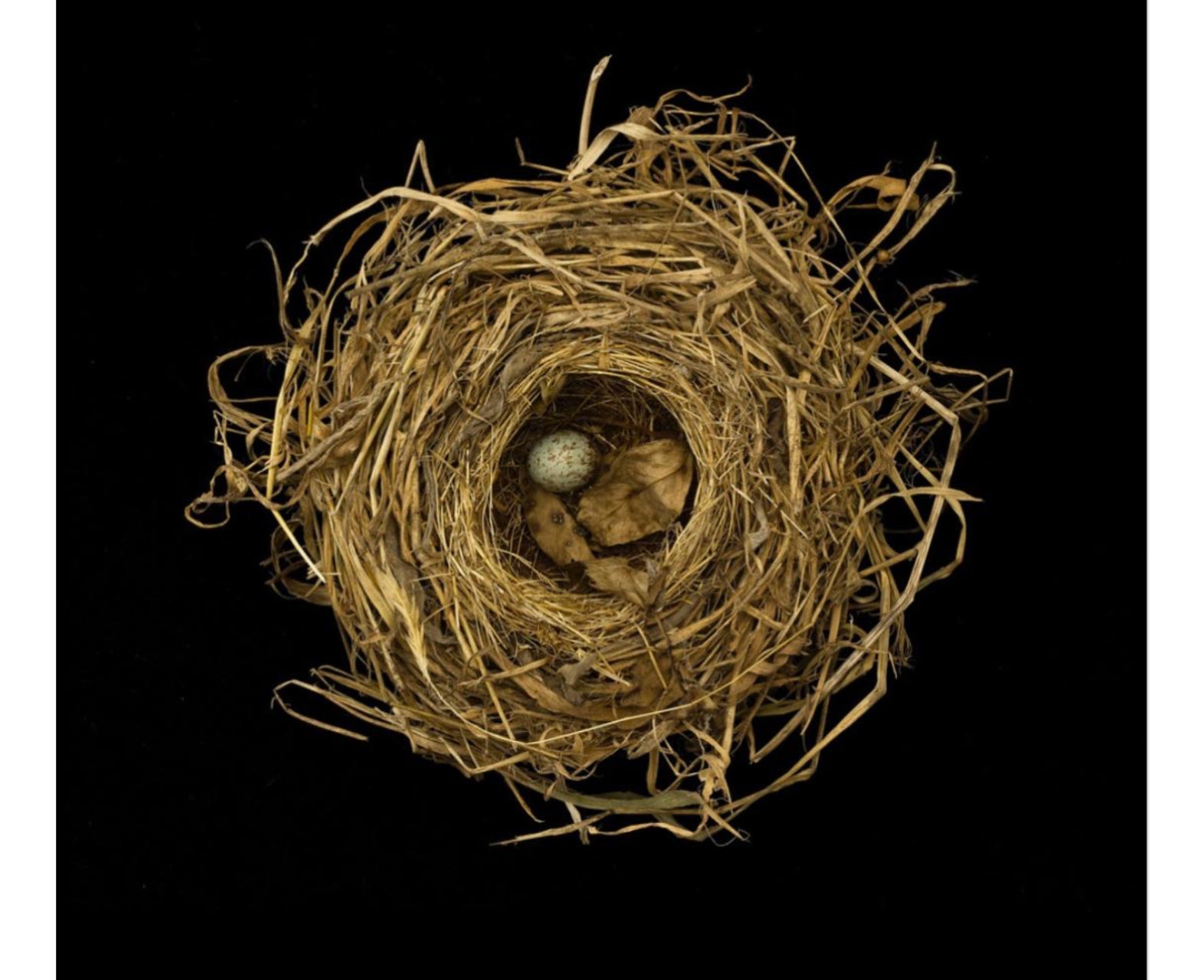 Sharon Beals Lithograph of a Song Sparrow Nest For Sale