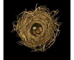Sharon Beals Lithograph of a Song Sparrow Nest