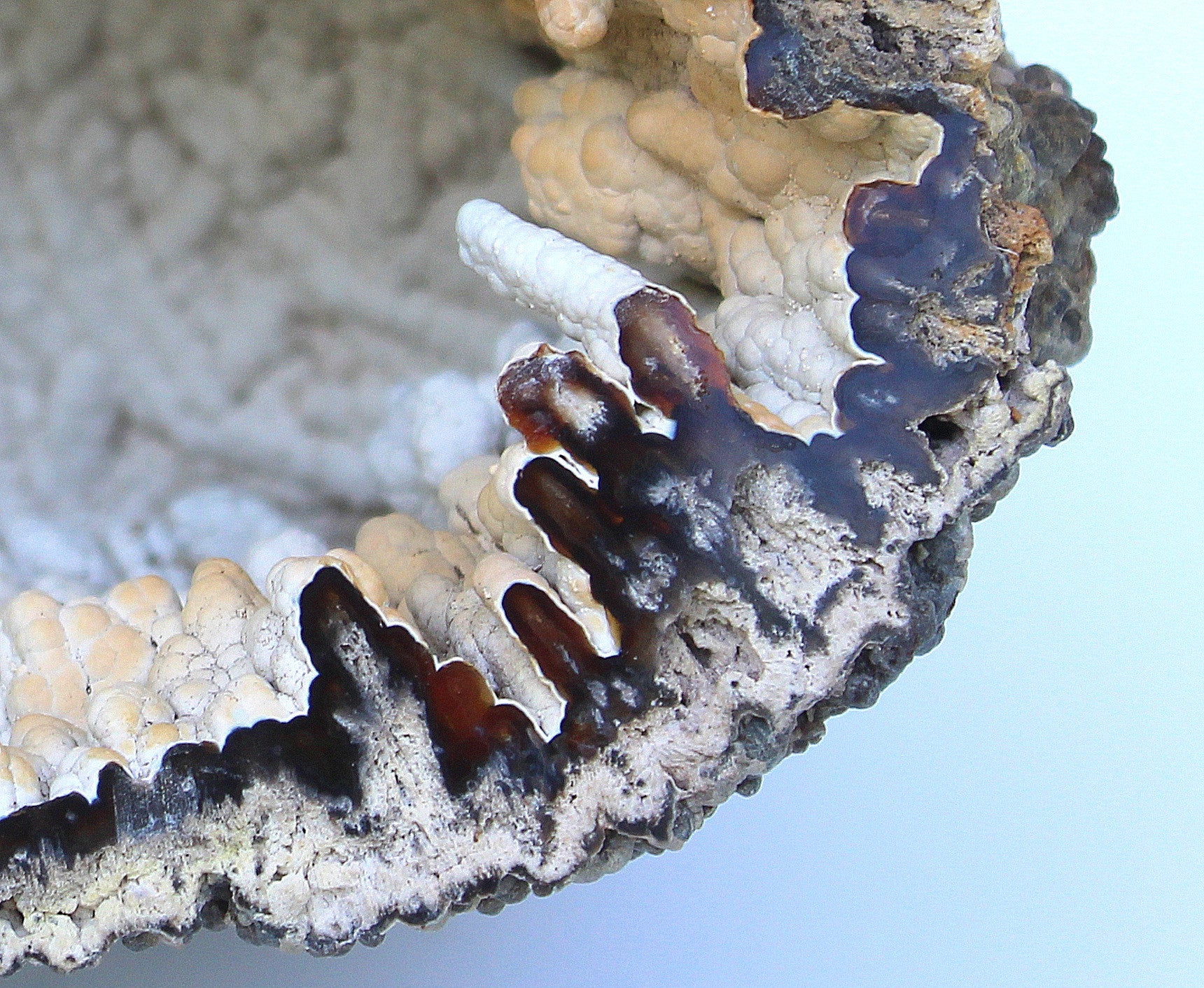 Large Free-Standing Organic Agate Coral For Sale at 1stDibs