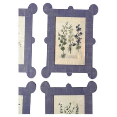Antique 6 Johann Wilhelm Weinmann botanicals (1740-60) in hand painted lavender frames