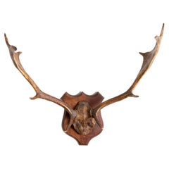 Large Pair of Antique Deer Antlers Mahogany Mounted, England, 1915