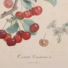 Four Framed Botanical Fruit Prints by Pierre François Turpin
