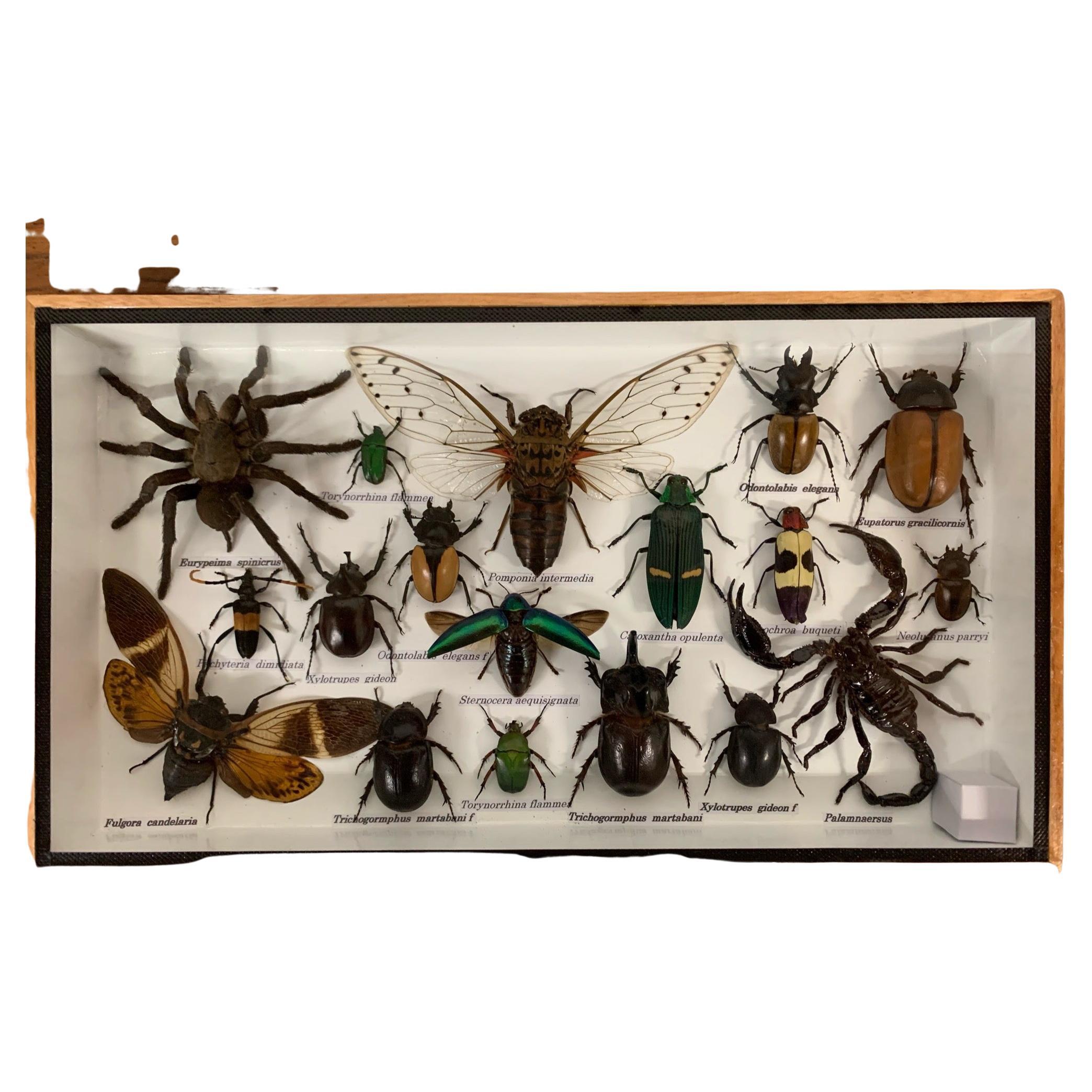 POPETPOP Bug Display Box Insect Display Case Wooden Specimen Box with Glass Window and Secure Specimen Display Box 