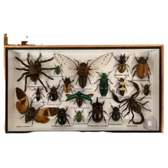 Beautiful Wooden Box or Display Case Full of Exotic Insects, Taxidermy