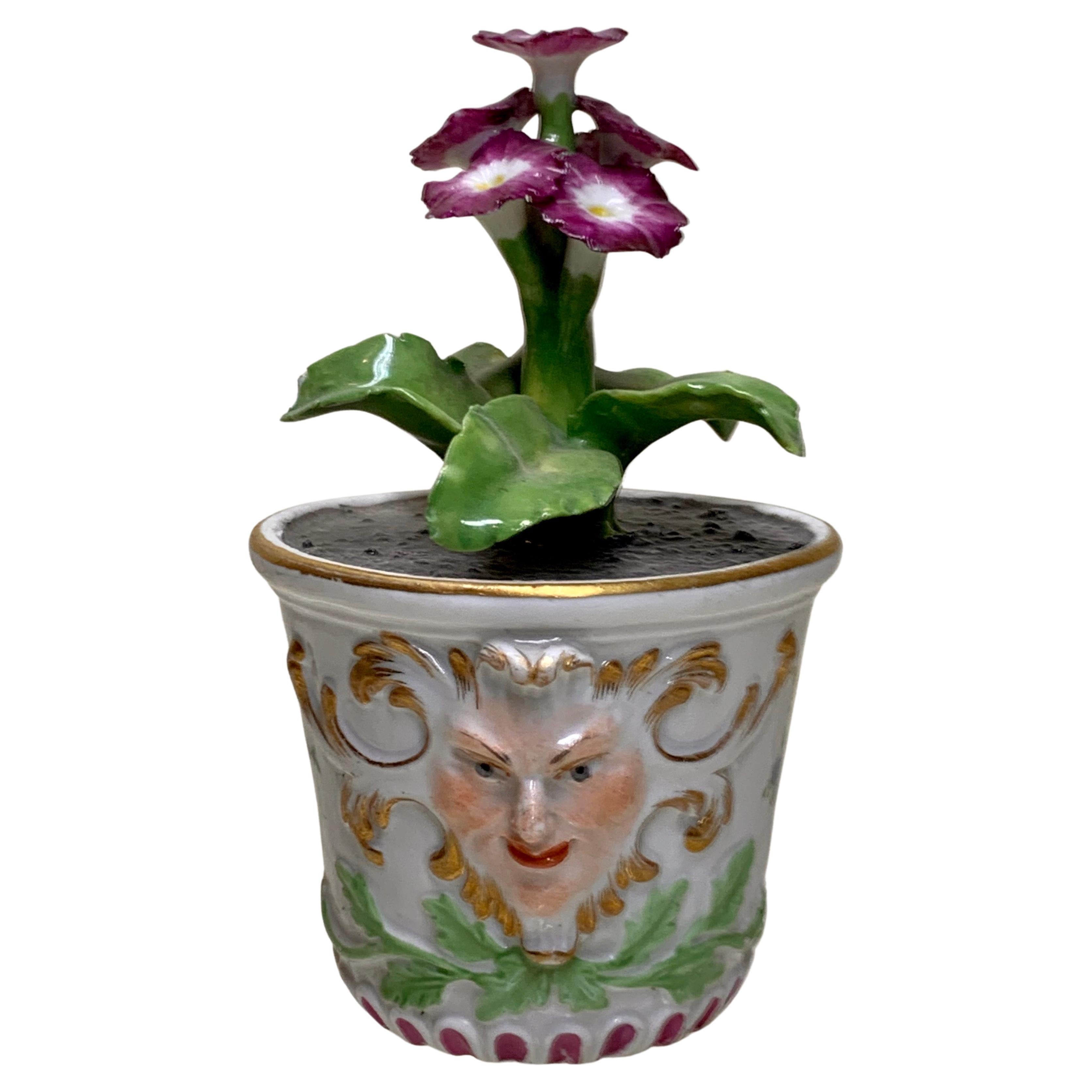 Rara pianta di fiori di Meissen Marcolini in una vasca del 1780 circa in porcellana