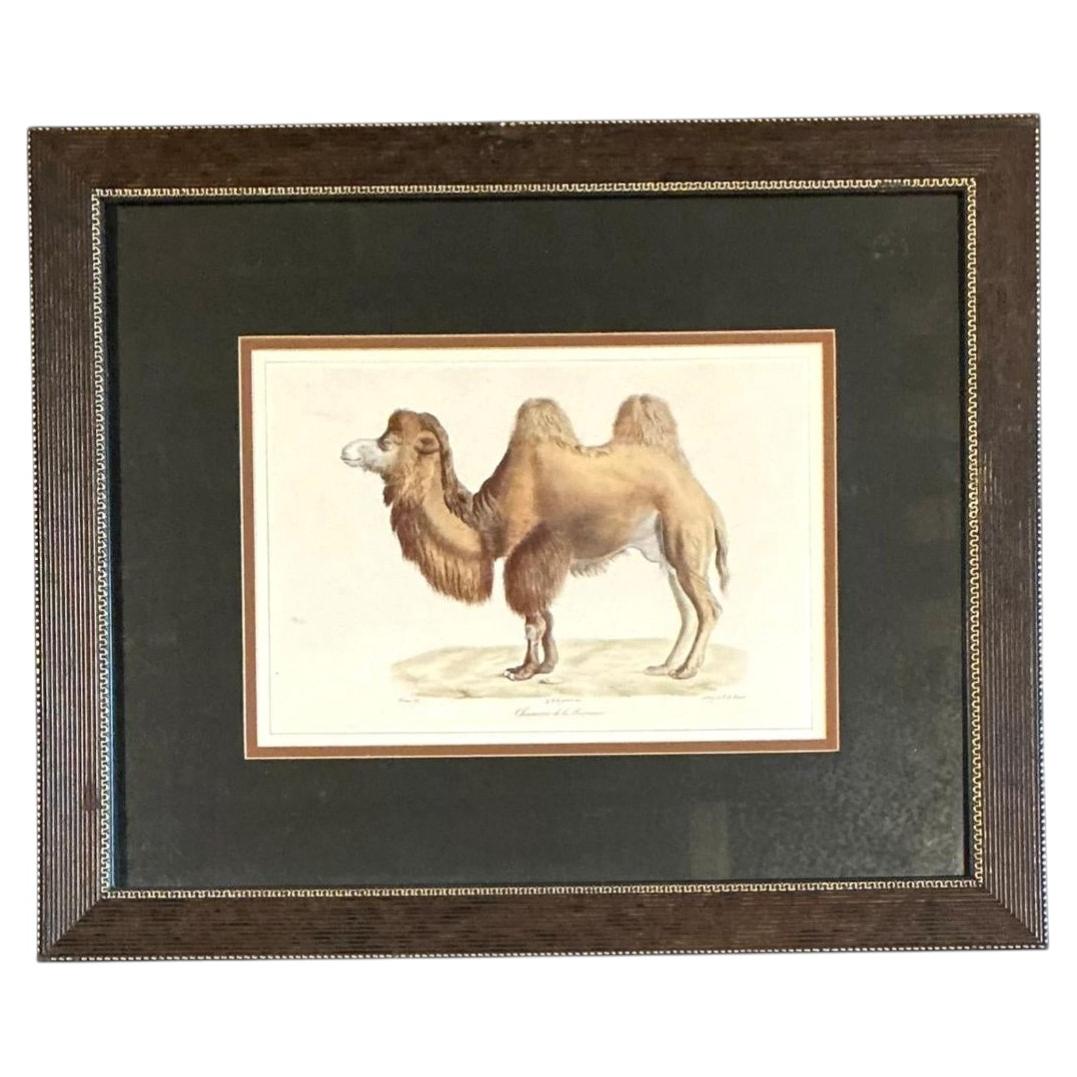 Vintage Framed Camel Print