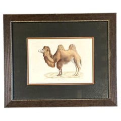 Vintage Framed Camel Print