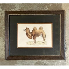 Vintage Framed Camel Print