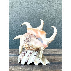 Vintage Spiked Shell Vanity Lamp