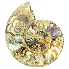 Vintage Fossilized Ammonite Specimen