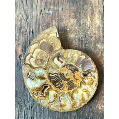 Vintage Fossilized Ammonite Specimen